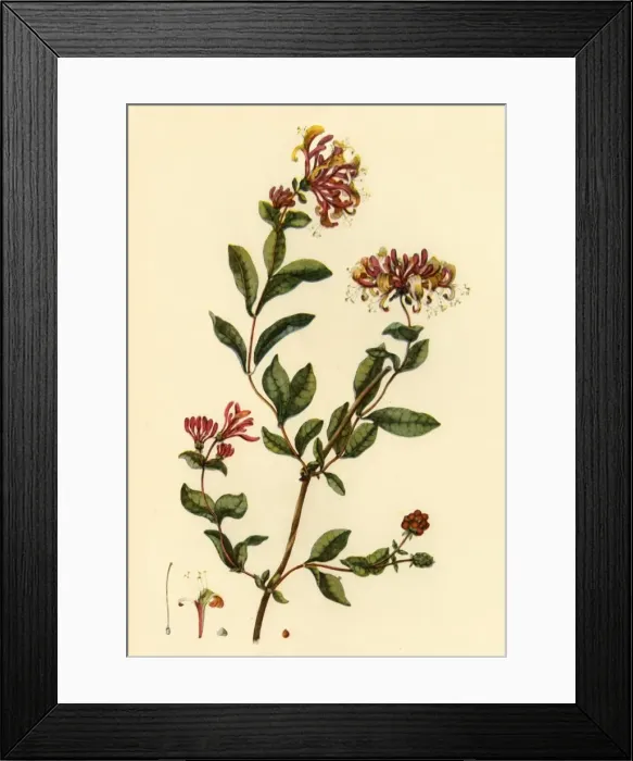Framed Print : Honeysuckle, 1777, (1944). Creator: William Kilburn Framed Print : Honeysuckle, 1777, (1944). Creator: William Kilburn