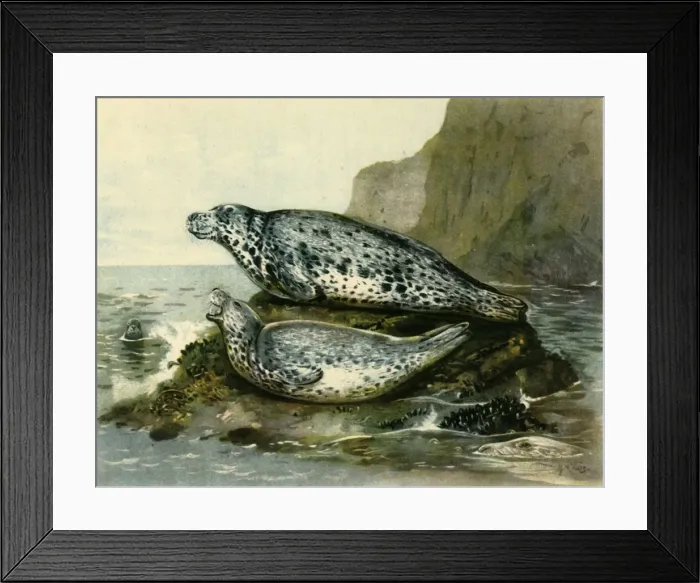 Framed Print : Grey Seal, c1905, (1943). Creator: John Guille Millais Framed Print : Grey Seal, c1905, (1943). Creator: John Guille Millais