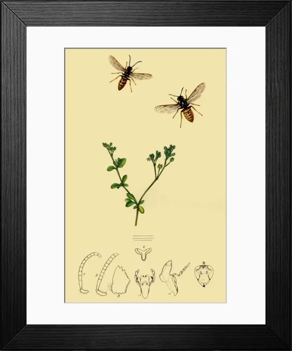 Framed Print : Anchor-Faced Wasp: Vespa rufa, 1839, (1945). Creator: John Curtis Framed Print : Anchor-Faced Wasp: Vespa rufa, 1839, (1945). Creator: John Curtis