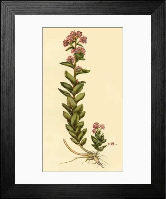 Framed Print : Orpine, 1777, (1944). Creator: Unknown Framed Print : Orpine, 1777, (1944). Creator: Unknown
