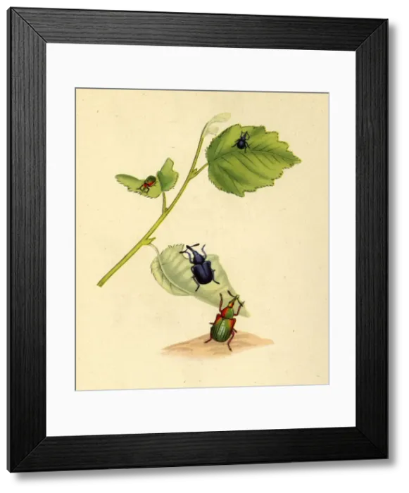 Framed Print : Birch Weevils: Curculio betulae, 1794, (1945). Creator: Edward Donovan Framed Print : Birch Weevils: Curculio betulae, 1794, (1945). Creator: Edward Donovan