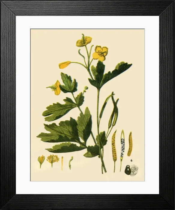 Framed Print : Greater Celandine, 1839, (1944). Creator: Unknown Framed Print : Greater Celandine, 1839, (1944). Creator: Unknown