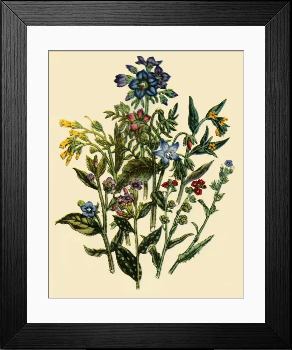 Framed Print : Group from the Forget-Me-Not Family, 1846, (1944). Creator: Unknown Framed Print : Group from the Forget-Me-Not Family, 1846, (1944). Creator: Unknown