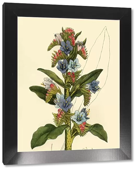 Vipers Bugloss, late 18th-early 19th century, (1944). Creator: Unknown