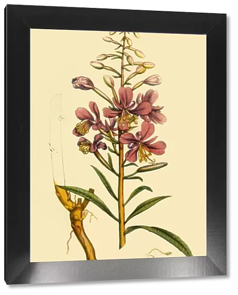 Rosebay Willowherb, late 18th-early 19th century, (1944). Creator: Unknown