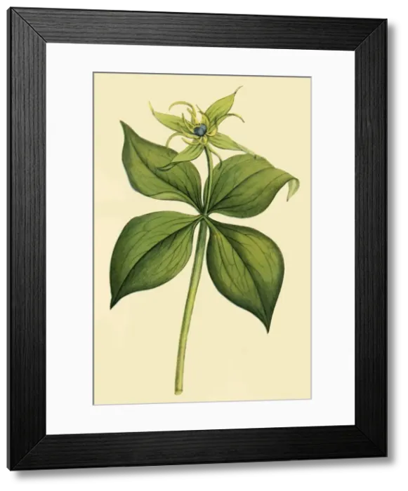 Framed Print : Herb Paris, late 18th-early 19th century, (1944). Creator: Unknown Framed Print : Herb Paris, late 18th-early 19th century, (1944). Creator: Unknown