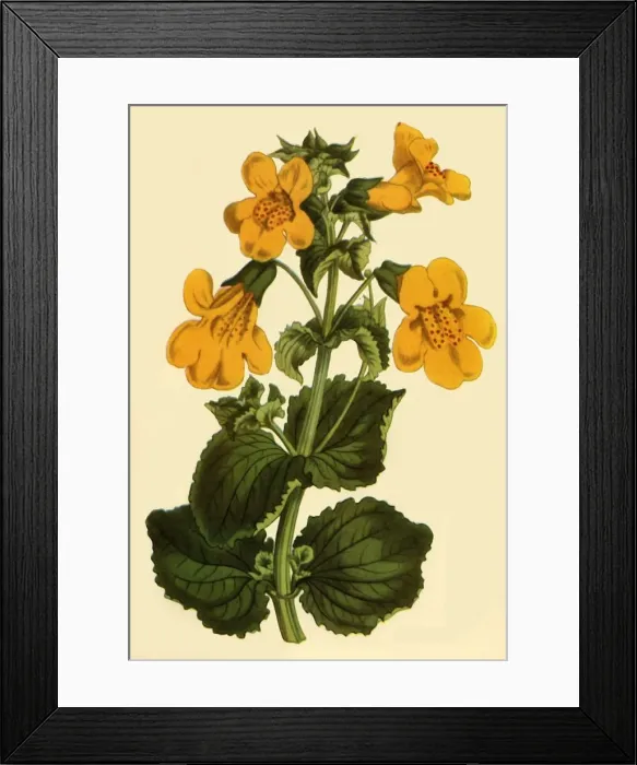 Framed Print : Monkey-Flower, 1812, (1944). Creator: Unknown Framed Print : Monkey-Flower, 1812, (1944). Creator: Unknown
