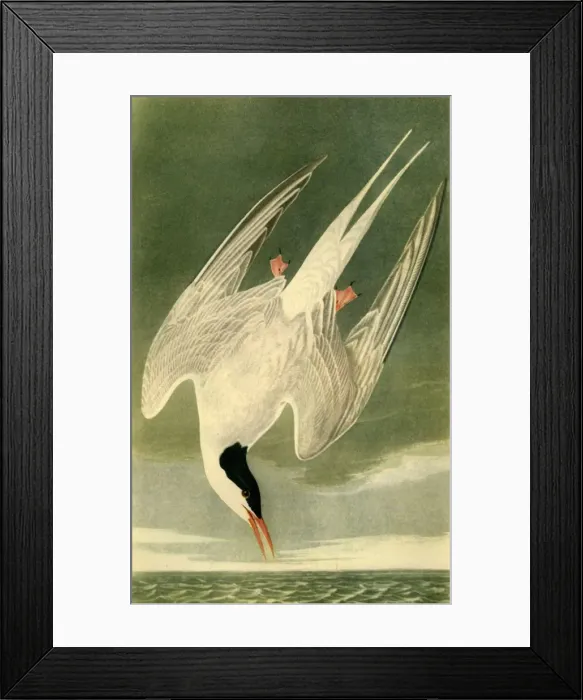 Framed Print : Arctic Tern, 1835, (1942). Creator: John James Audubon Framed Print : Arctic Tern, 1835, (1942). Creator: John James Audubon