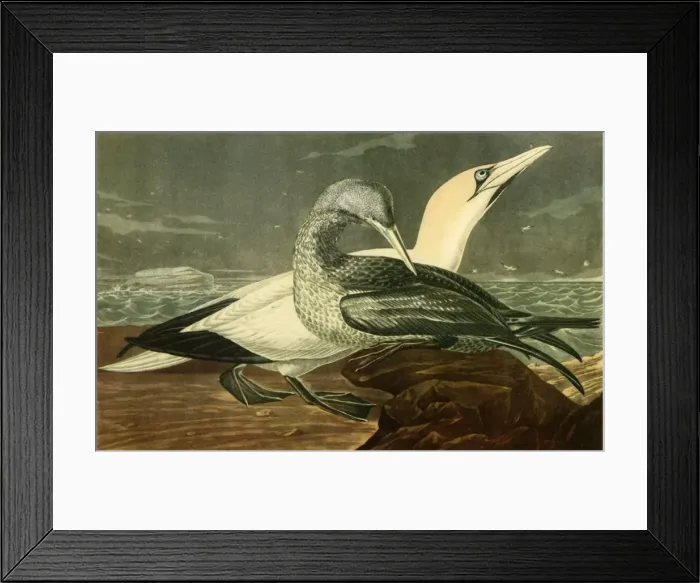 Framed Print : Gannets, 1836, (1942). Creator: John James Audubon Framed Print : Gannets, 1836, (1942). Creator: John James Audubon