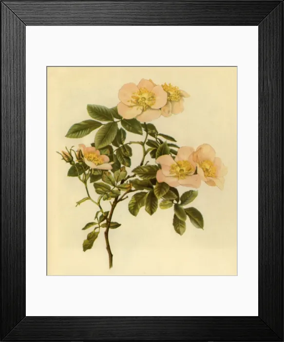 Framed Print : Dog Rose, c1890-1908, (1944). Creator: Alfred William Parsons Framed Print : Dog Rose, c1890-1908, (1944). Creator: Alfred William Parsons