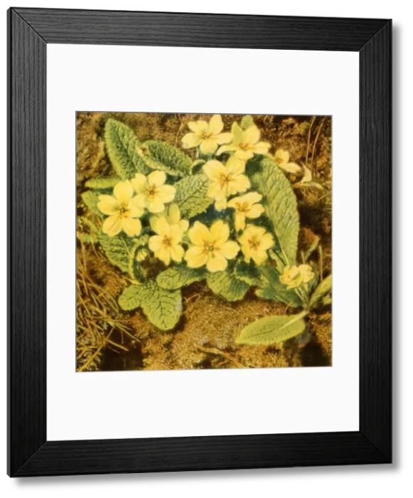 Framed Print : Primroses, 1840s, (1944). Creator: William Henry Hunt Framed Print : Primroses, 1840s, (1944). Creator: William Henry Hunt