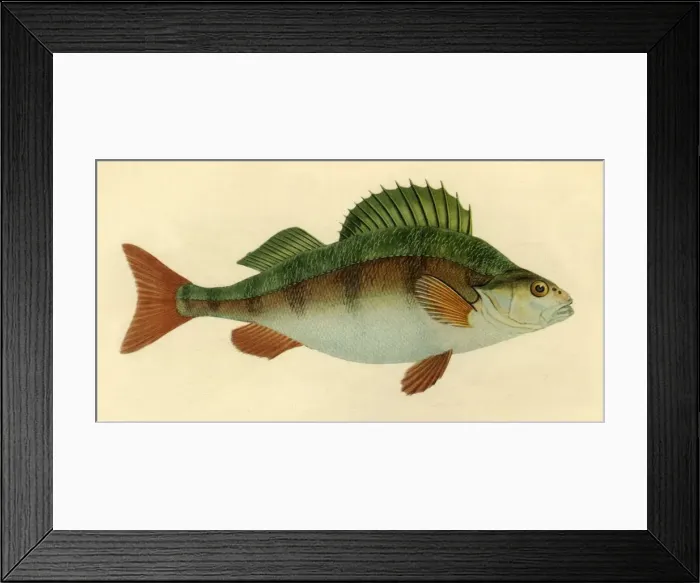 Framed Print : Perch, 1804, (1946). Creator: Edward Donovan