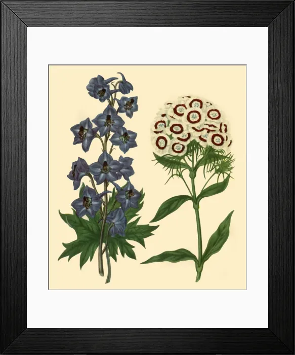 Framed Print : Larkspur and Sweet William: Delphinium elatum and Dianthus barbatus, 1805, (1946) Framed Print : Larkspur and Sweet William: Delphinium elatum and Dianthus barbatus, 1805, (1946)