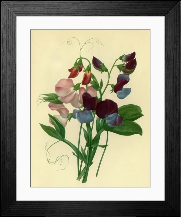 Framed Print : Sweet Peas: Lathyrus odoratus, 1827, (1946). Creator: Pierre-Joseph Redoute Framed Print : Sweet Peas: Lathyrus odoratus, 1827, (1946). Creator: Pierre-Joseph Redoute