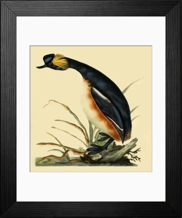 Framed Print : Black-Necked Grebe, c1795, (1942). Creator: Edward Donovan Framed Print : Black-Necked Grebe, c1795, (1942). Creator: Edward Donovan