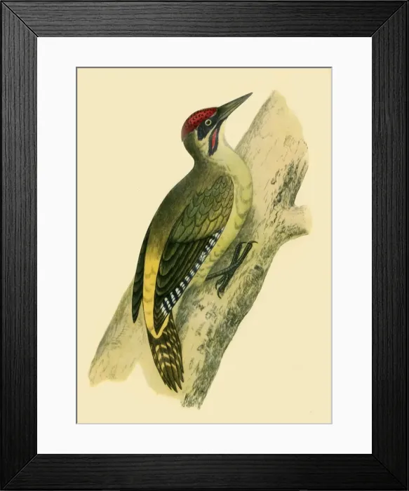 Framed Print : Green Woodpecker, 1852, (1942). Creators: Francis Orpen Morris, Richard Alington Framed Print : Green Woodpecker, 1852, (1942). Creators: Francis Orpen Morris, Richard Alington