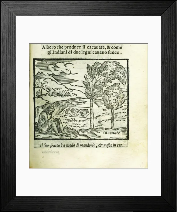 Framed Print : The cocoa tree. From Historia del Mondo Nuovo by Girolamo Benzoni, 1563. Creator: Anonymous Framed Print : The cocoa tree. From Historia del Mondo Nuovo by Girolamo Benzoni, 1563. Creator: Anonymous