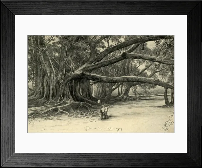 Framed Print : Giant trees in Buitenzorg, Java, 1898. Creator: Christian Wilhelm Allers Framed Print : Giant trees in Buitenzorg, Java, 1898. Creator: Christian Wilhelm Allers