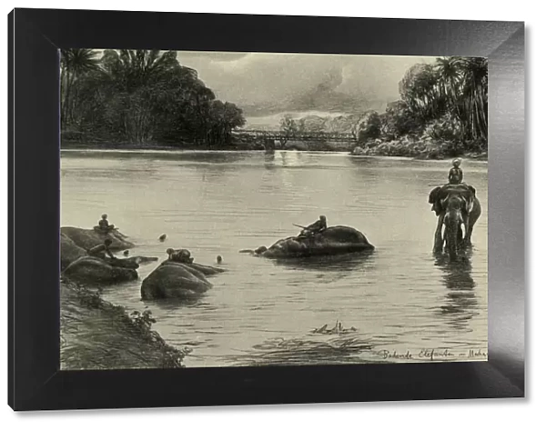 Elephants bathing in the Mahaweli river, Ceylon, 1898. Creator: Christian Wilhelm Allers