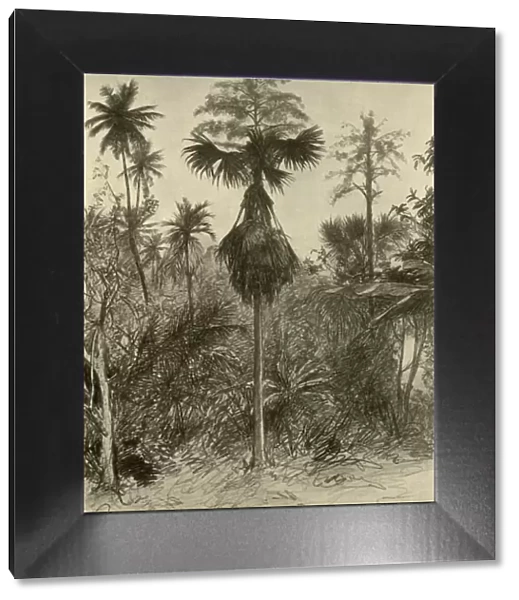 Talipot palm after flowering, Ceylon, 1898. Creator: Christian Wilhelm Allers
