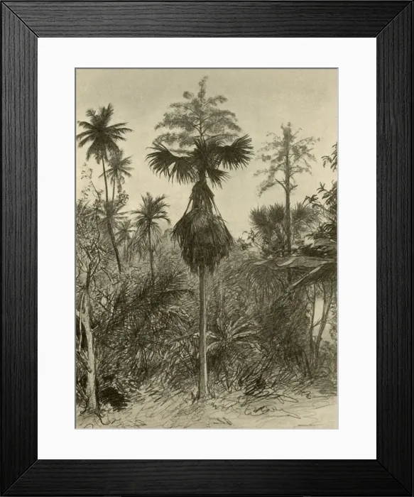 Framed Print : Talipot palm after flowering, Ceylon, 1898. Creator: Christian Wilhelm Allers Framed Print : Talipot palm after flowering, Ceylon, 1898. Creator: Christian Wilhelm Allers