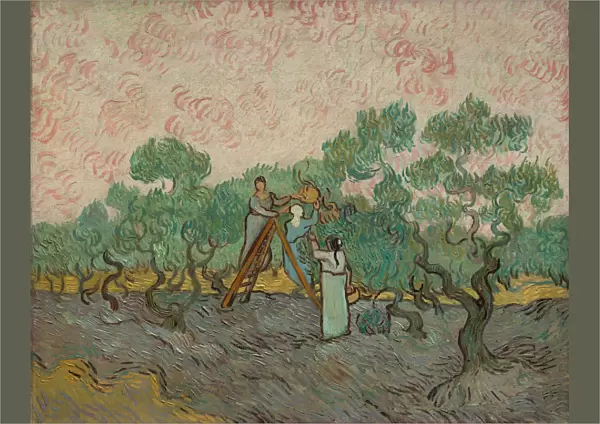 Women Picking Olives, 1889. Creator: Vincent van Gogh