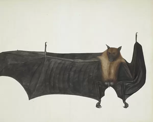 Great Indian Fruit Bat, ca. 1777-82. Creator: Bhawani Das