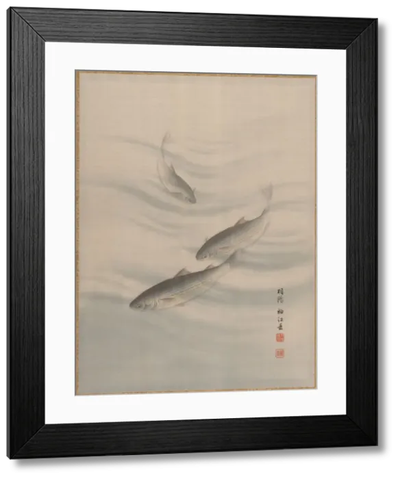 Framed Print : Fishes Swimming, ca. 1890-92. Creator: Seki Shuko Framed Print : Fishes Swimming, ca. 1890-92. Creator: Seki Shuko