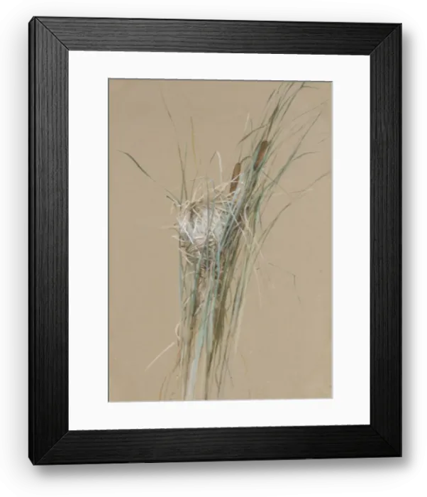 Framed Print : Birds Nest in Cattails, ca. 1875. Creator: Fidelia Bridges Framed Print : Birds Nest in Cattails, ca. 1875. Creator: Fidelia Bridges