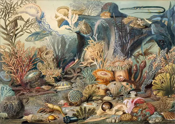 Ocean Life. Creators: James M. Sommerville, Christian Schussele
