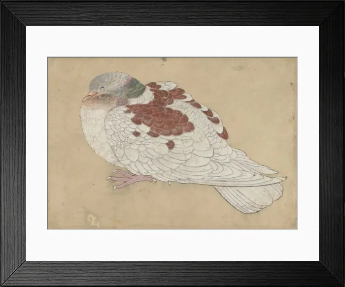 Framed Print : Bird, 18th century. Creator: Unknown Framed Print : Bird, 18th century. Creator: Unknown