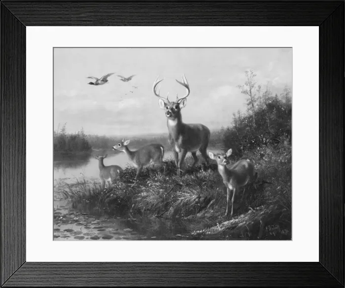 Framed Print : On the Qui Vive, Buck and Three Does, 1871. Creator: Arthur Fitzwilliam Tait Framed Print : On the Qui Vive, Buck and Three Does, 1871. Creator: Arthur Fitzwilliam Tait