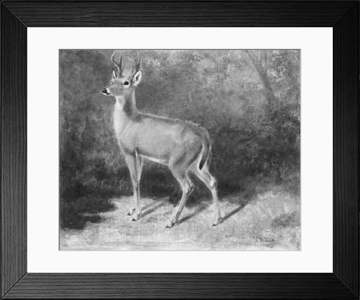Framed Print : Deer-Sketch from Nature, ca. 1882. Creator: Arthur Fitzwilliam Tait Framed Print : Deer-Sketch from Nature, ca. 1882. Creator: Arthur Fitzwilliam Tait