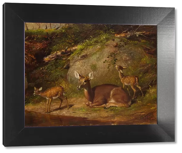Doe and Two Fawns, 1882. Creator: Arthur Fitzwilliam Tait