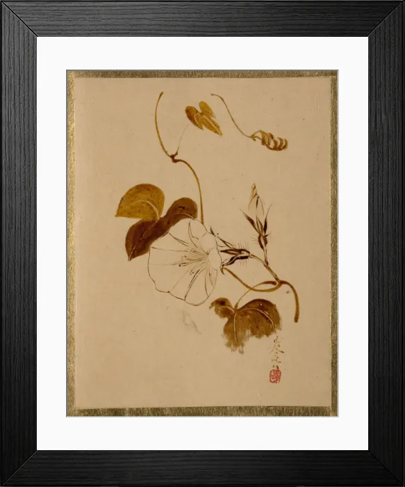 Framed Print : Morning Glory. Creator: Shibata Zeshin Framed Print : Morning Glory. Creator: Shibata Zeshin