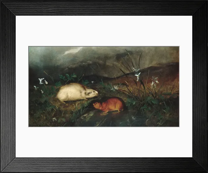 Framed Print : Hudsons Bay Lemming, 1846. Creator: John Woodhouse Audubon Framed Print : Hudsons Bay Lemming, 1846. Creator: John Woodhouse Audubon