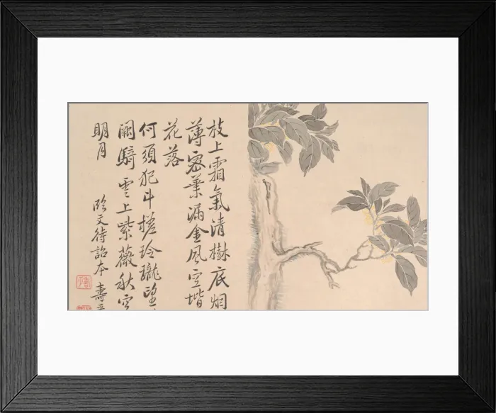 Framed Print : Cassia Tree. Creator: Unknown Framed Print : Cassia Tree. Creator: Unknown