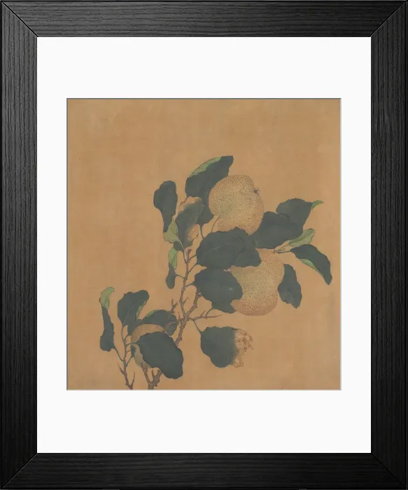 Framed Print : Branch of Tree with Fruit. Creator: Unknown Framed Print : Branch of Tree with Fruit. Creator: Unknown