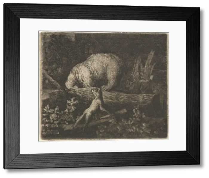 Framed Print : The Bear with His Snout and Forepaws Caught in the Trunk of a Tree, mid-17th century Framed Print : The Bear with His Snout and Forepaws Caught in the Trunk of a Tree, mid-17th century