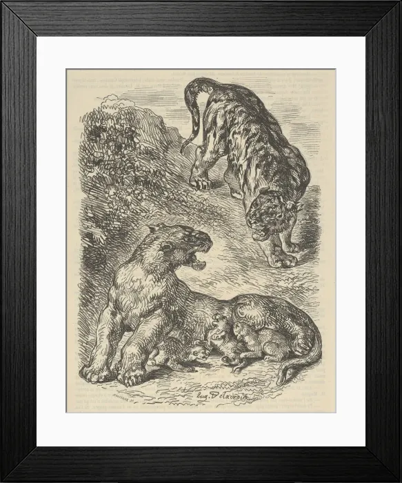 Framed Print : Tigress Attacked by a Tiger While Nursing her Young, 1853. 1853 Framed Print : Tigress Attacked by a Tiger While Nursing her Young, 1853. 1853