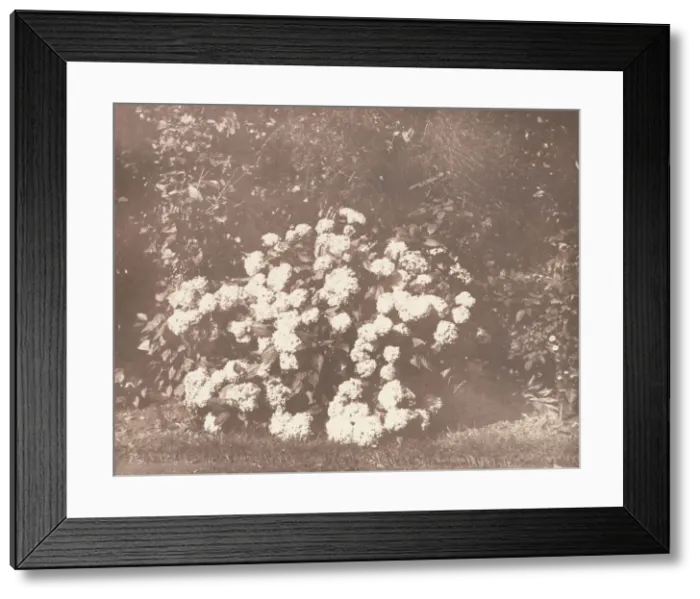 Framed Print : A Bush of Hydrangea in Flower, ca. 1842. Creator: William Henry Fox Talbot Framed Print : A Bush of Hydrangea in Flower, ca. 1842. Creator: William Henry Fox Talbot