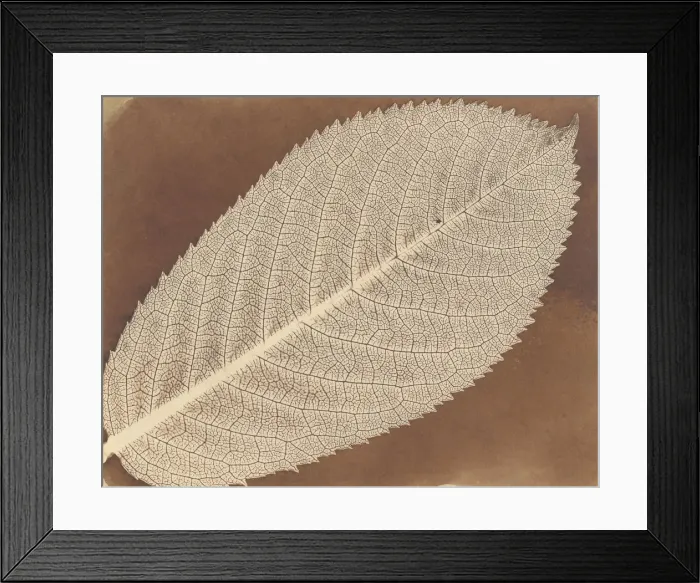 Framed Print : [Leaf], ca. 1839. Creator: William Henry Fox Talbot