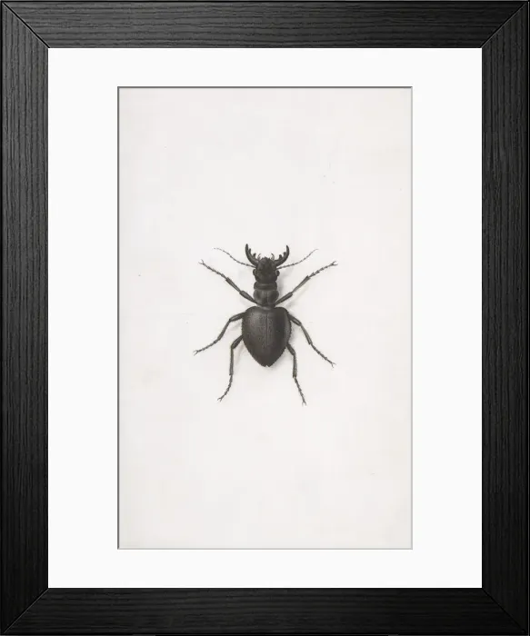 Framed Print : A Stag Beetle. Creator: Pierre-Joseph Redoute Framed Print : A Stag Beetle. Creator: Pierre-Joseph Redoute