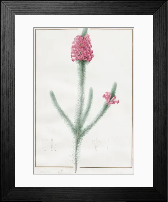Framed Print : Erica Fulgida, 1813. Creator: Pierre-Joseph Redoute Framed Print : Erica Fulgida, 1813. Creator: Pierre-Joseph Redoute