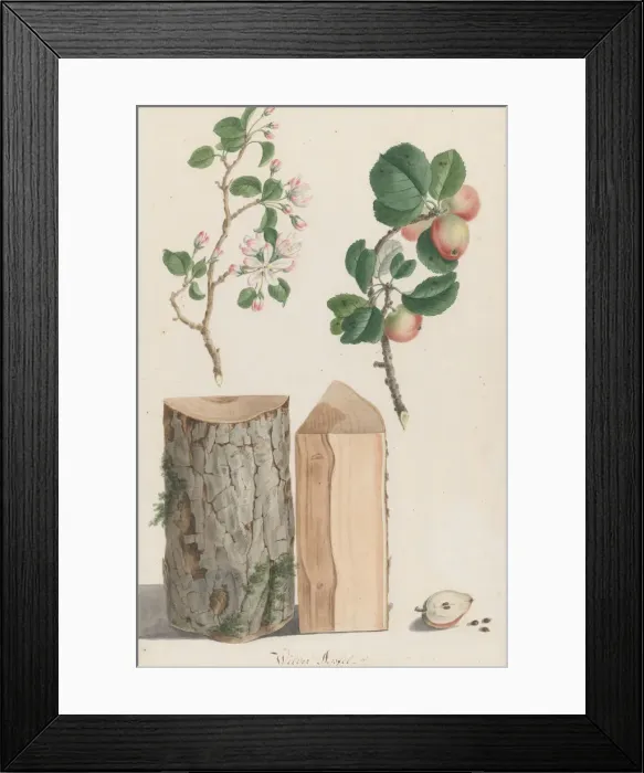 Framed Print : Studies of the trunk, blossoms and fruit of a wild apple tree (Malus sylvestris), 1788 Framed Print : Studies of the trunk, blossoms and fruit of a wild apple tree (Malus sylvestris), 1788