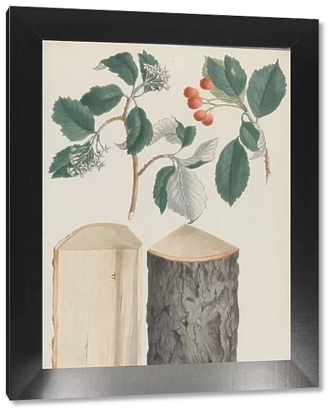 Studies of the leaves, blossoms, fruits and trunk of a whitebeam (Sorbus subgenus Aria)