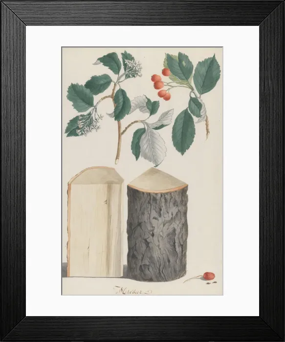 Framed Print : Studies of the leaves, blossoms, fruits and trunk of a whitebeam (Sorbus subgenus Aria) Framed Print : Studies of the leaves, blossoms, fruits and trunk of a whitebeam (Sorbus subgenus Aria)