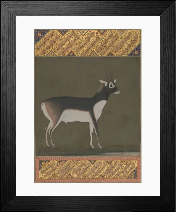 Framed Print : Black Buck, Folio from the Shah Jahan Album, recto: ca. 1615-20; verso: ca. 1530-50. Creator: Painting attributed to Manohar (active ca. 1582-16) Framed Print : Black Buck, Folio from the Shah Jahan Album, recto: ca. 1615-20; verso: ca. 1530-50. Creator: Painting attributed to Manohar (active ca. 1582-16)