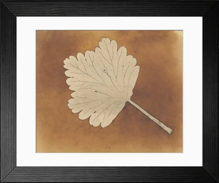 Framed Print : [Leaf], ca. 1840. Creator: William Henry Fox Talbot