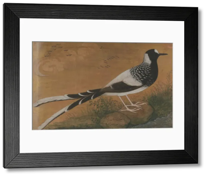 Framed Print : Spotted Forktail, Folio from the Shah Jahan Album, recto: ca. 1610-15; verso ca. 1540 Framed Print : Spotted Forktail, Folio from the Shah Jahan Album, recto: ca. 1610-15; verso ca. 1540